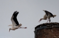 Storch 2009-004